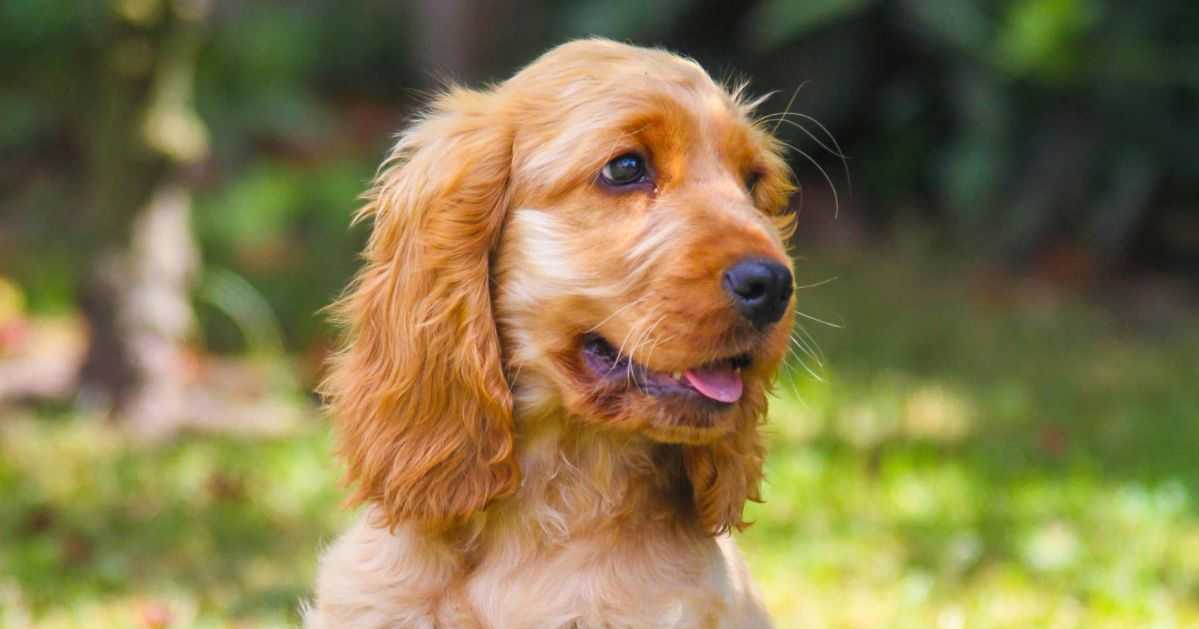 Vantagens de Ter um Filhote de Cocker Spaniel Inglês