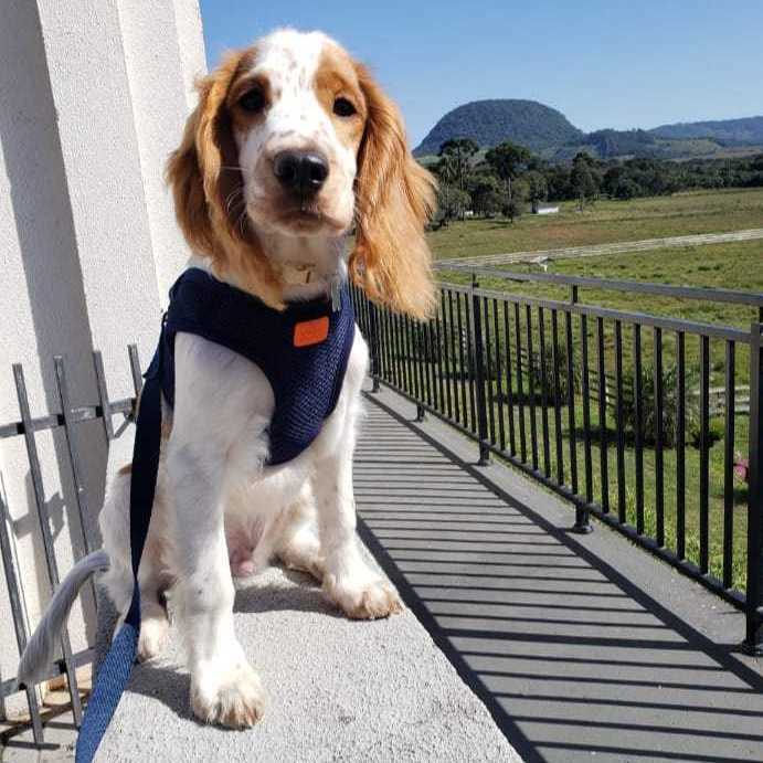 Encante-se com a Doçura dos Cocker Spaniel!