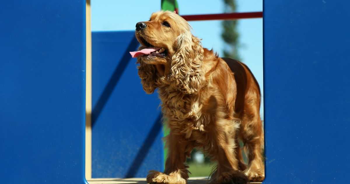 Apaixone-se pelo Cocker Spaniel Inglês