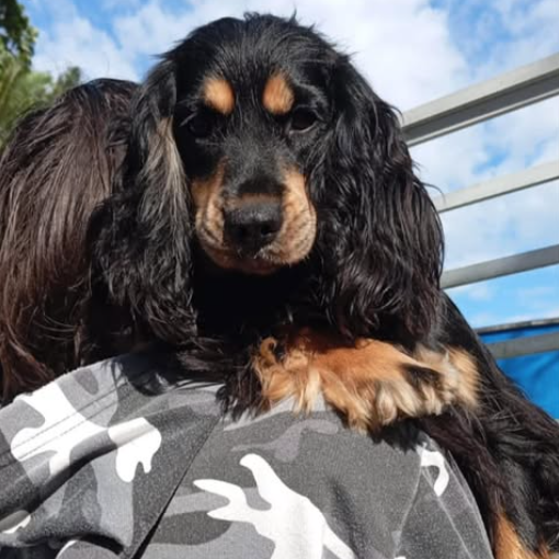 Cocker Spaniel: A Raça que Conquista Corações