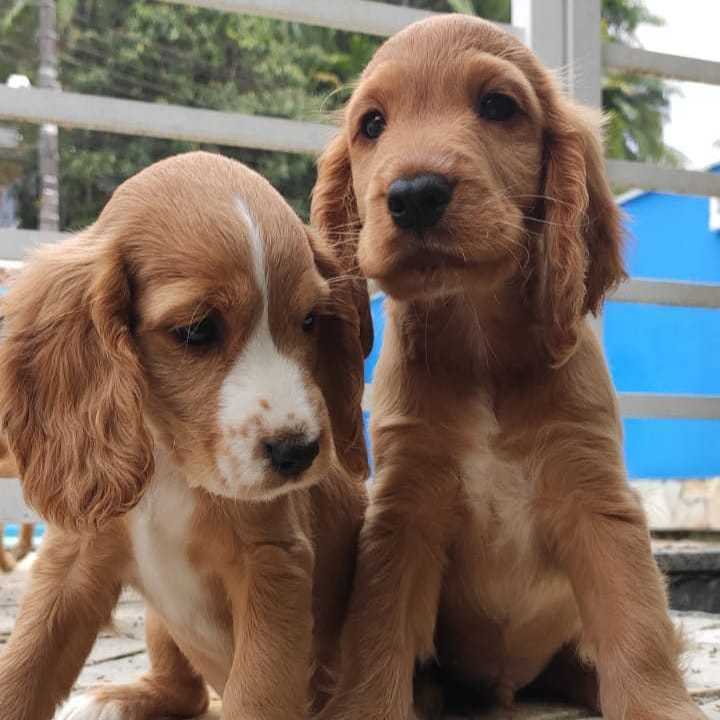 Garanta Já o Seu Cocker Spaniel! Garanta Já o Seu Cocker Spaniel!